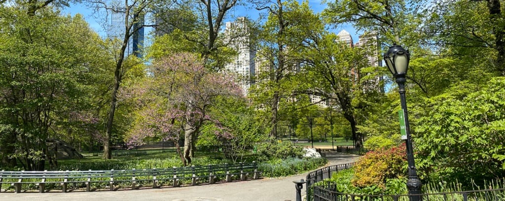 Photo of Central Park path in spring with dogwood trees and flowers blooming.