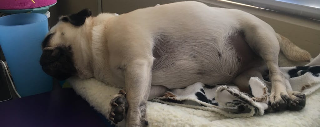 Photo of dog sleeping
