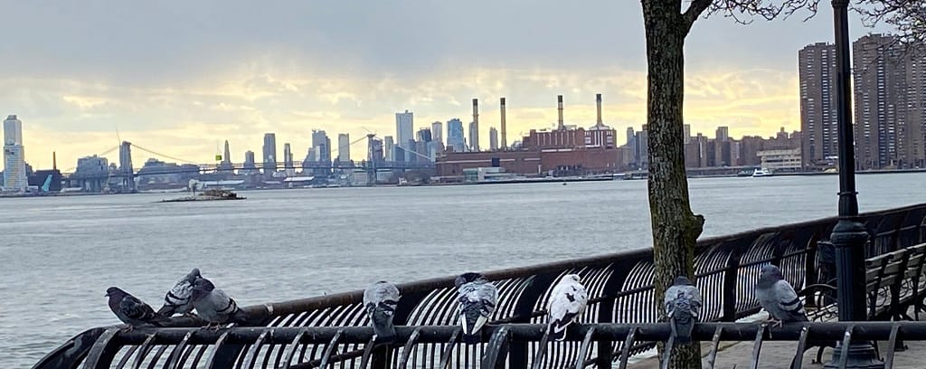 Many pigeons sitting on railing along East River in Midtown Manhattan